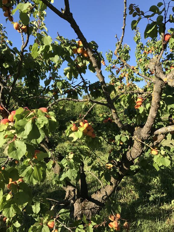 Agriturismo Ca Lunati Hotel Castelletto Mendosio Eksteriør billede